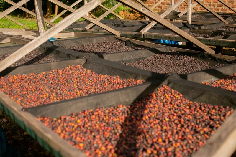 The Price of Principle: Reckoning Honestly With What Ethical Coffee Actually Costs