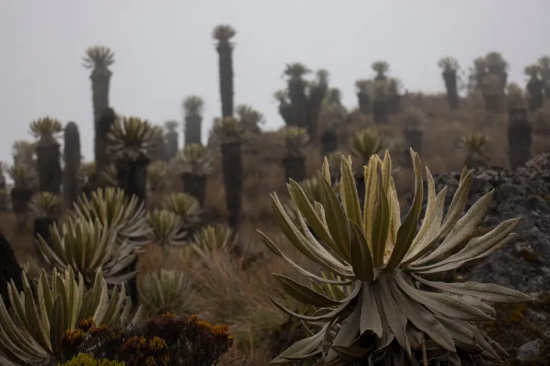 From the Ground Up: How Soil, Elevation, and Climate Shape the Flavors in Your Cup